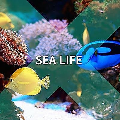 Sea Life